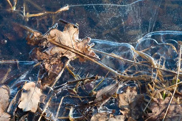 Gros plan des feuilles jaunes dans l'eau gelée. Glace avec un motif. Beau concept d'automne. Modèle naturel naturel — Photo