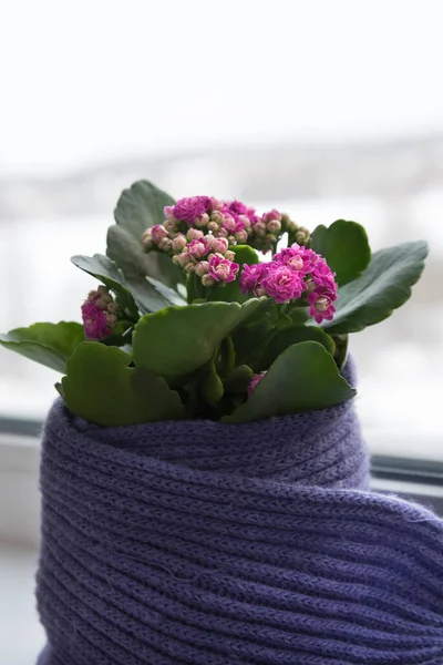 Saksının içindeki çiçek dikkatlice bir eşarba sarılmış. Bitki pencere pervazında duruyor, kış havası pencerenin dışında görülebilir. Bakım ve aşk kavramı — Stok fotoğraf