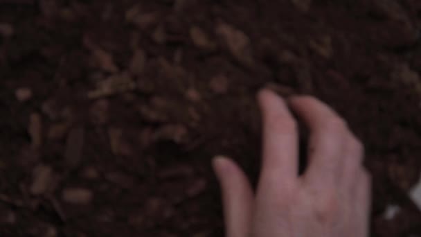 Primer plano. La mano que toca la tierra fértil. Humus y elementos de madera. Suelo para orquídeas — Vídeo de stock