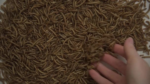 클로즈업. 마른 진딧물을 만지는 여인들의 손. 생선이나 시퍼 의상이다. 단백질 — 비디오