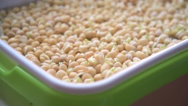 Germination des graines dans un plateau spécial. Plateau avec grille pour le microverdissement. Graines de pois aux germes, espèces de supera. Une alimentation correcte et saine. Verdure sur la fenêtre toute l'année. Alimentation vitaminique — Video