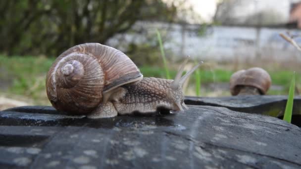 Um grande caracol de uva está lentamente rastejando ao longo da superfície. Caracol castanho — Vídeo de Stock