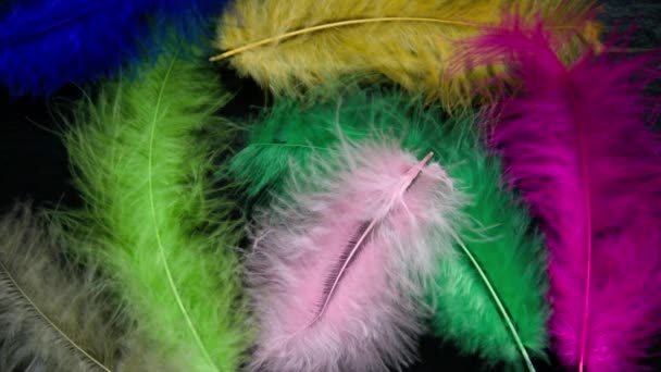 A light breeze blows colorful feathers. There is a black background under the feathers. Slate. Place for your text. Festive background, masquerade. Surprise — Stock Video