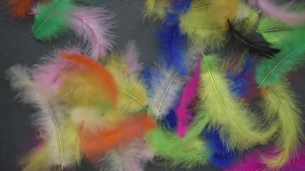 A light breeze blows colorful feathers. There is a black background under the feathers. Slate. Place for your text. Festive background, masquerade. Surprise — Stock Video