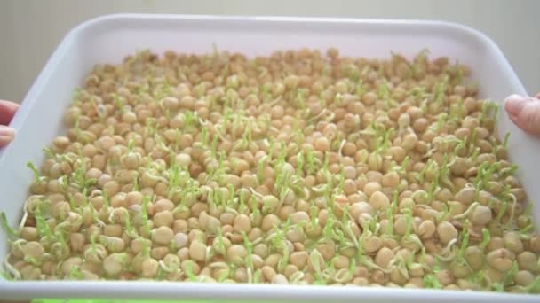 Germination of seeds in a special tray. Tray with grid for microgreening. Pea seeds with sprouts, supera species. Correct and healthy diet. Greenery on the window all year round. Vitamin feeding — Stock Video