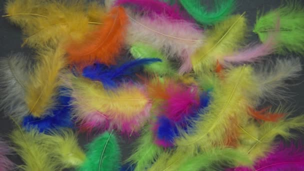 A light breeze blows colorful feathers. There is a black background under the feathers. Slate. Place for your text. Festive background, masquerade. Surprise — Stock Video