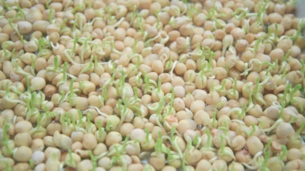 Germination of seeds in a special tray. Tray with grid for microgreening. Pea seeds with sprouts, supera species. Correct and healthy diet. Greenery on the window all year round. Vitamin feeding — Stock Video