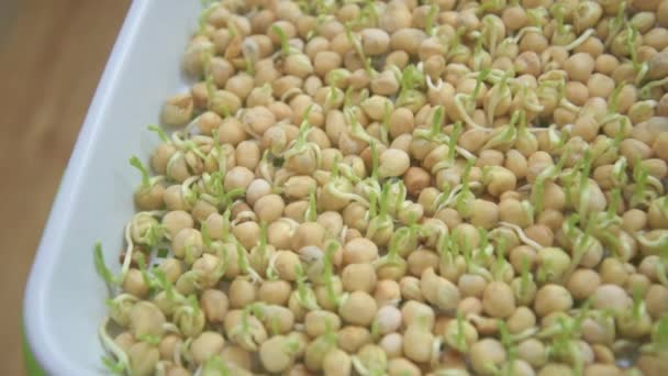 Germination des graines dans un plateau spécial. Plateau avec grille pour le microverdissement. Graines de pois aux germes, espèces de supera. Une alimentation correcte et saine. Verdure sur la fenêtre toute l'année. Alimentation vitaminique — Video