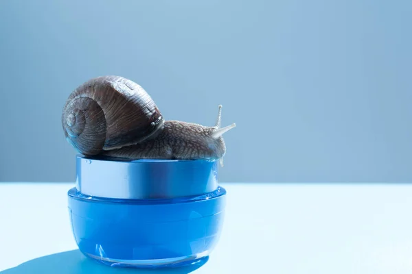 A snail on a jar of cream. The concept of environmental friendliness of cosmetics. Background