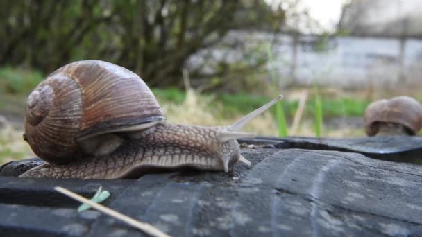 Um grande caracol de uva está lentamente rastejando ao longo da superfície. Caracol castanho — Vídeo de Stock