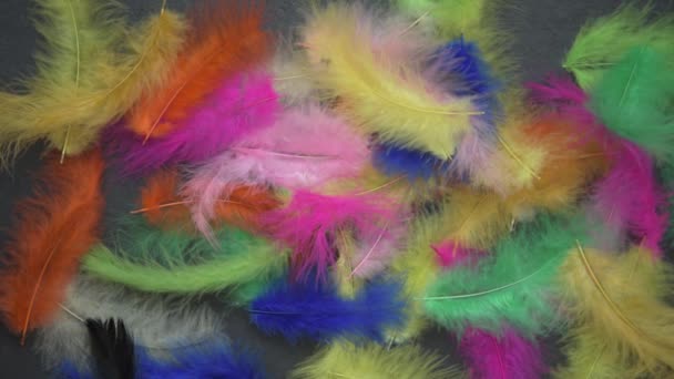 A light breeze blows colorful feathers. There is a black background under the feathers. Slate. Place for your text. Festive background, masquerade. Surprise — Stock Video