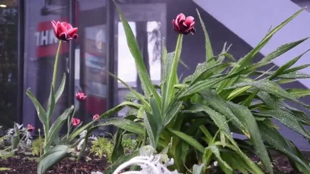 Tulpen gießen. Tulpen im Blumenbeet in Großaufnahme. Wassertropfen und Wassertröpfchen. Regen oder Gießen — Stockvideo