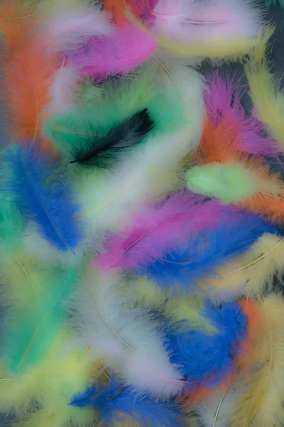 Feathers of different colors. Background, feather texture. An abundance of color