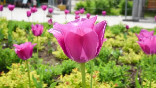 Primo piano di un fiore di tulipano rosa. Un tulipano cresce in una aiuola di città — Video Stock