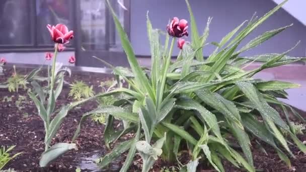 Tulpen gießen. Tulpen im Blumenbeet in Großaufnahme. Wassertropfen und Wassertröpfchen. Regen oder Gießen — Stockvideo