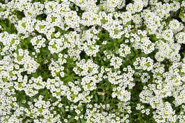 小さな白い花のトップビュー。花の背景、質感 — ストック写真