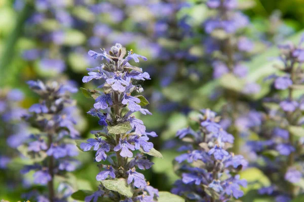 小さな紫色の花序を持つ開花植物。背景、質感。薬用植物 — ストック写真