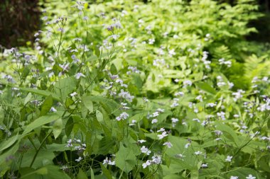 Küçük kokulu çiçekli bir bitki. Arkaplan, doku