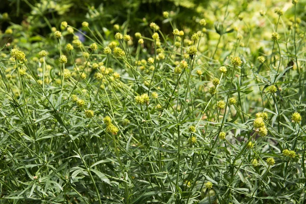 Hydrophyllum virginicum. Bush van groen bloeiende plant, achtergrond, textuur — Stockfoto