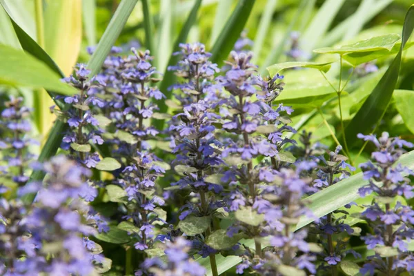 小さな紫色の花序を持つ開花植物。背景、質感。薬用植物 — ストック写真
