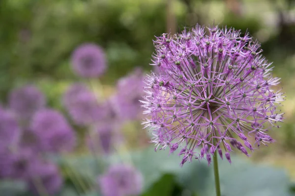 Close-up flor rosa ou lilás. Fundo, textura. Allium. — Fotografia de Stock