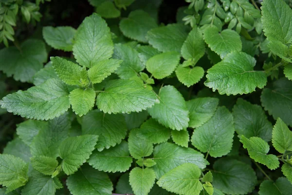 Groene bladeren, bovenaanzicht. Medicinale plant Melissa. Heldere sappige bladeren — Stockfoto