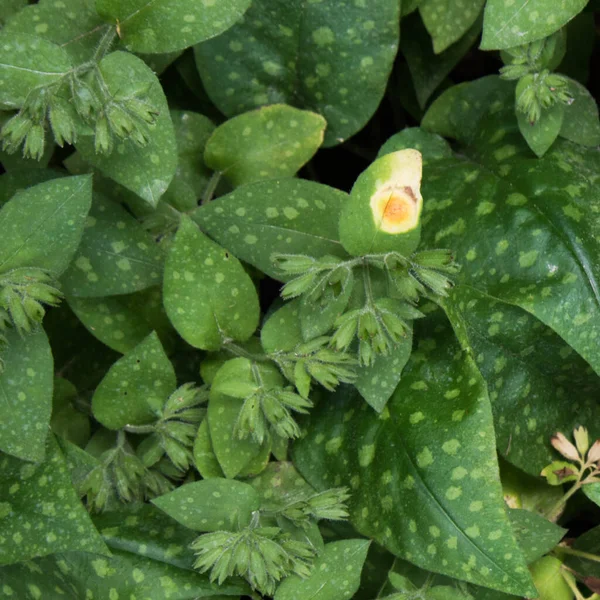 植物疾病。绿叶有明亮的黄斑.该疾病的发展情况 — 图库照片