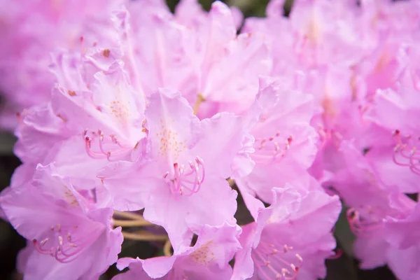 Fundo floral rosa. Uma sombra pastel delicada. Pétalas de flores close-up — Fotografia de Stock