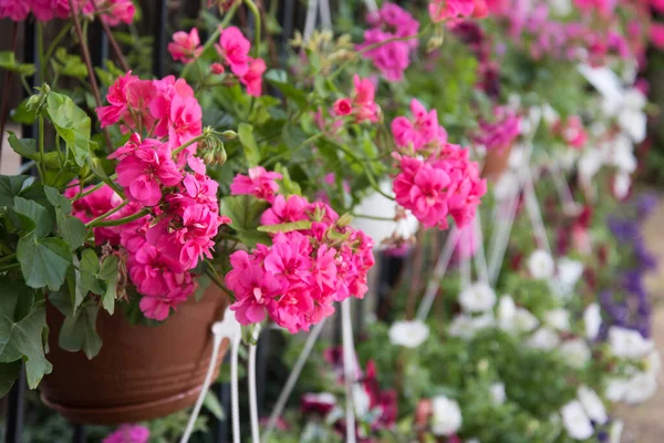 Le piante in vaso fiorite decorano la recinzione. Molti fiori in diversi colori. Fiori in vaso, arredamento — Foto Stock