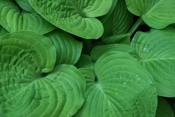 Close-up van grote groene bladeren van gastheren. Plant van rijke kleur, achtergrond textuur — Stockfoto