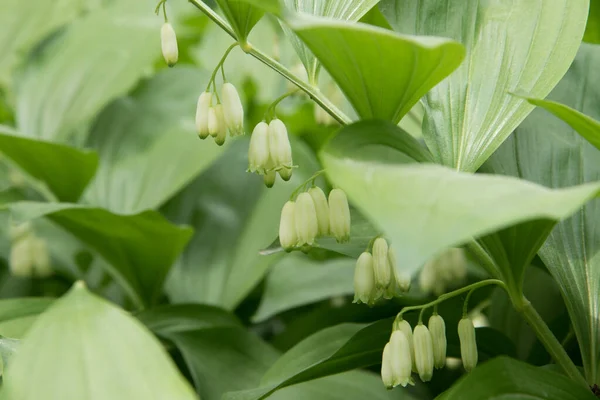 ポリゴナトリウム、開花植物。白い吊るし花の植物。背景や質感 — ストック写真
