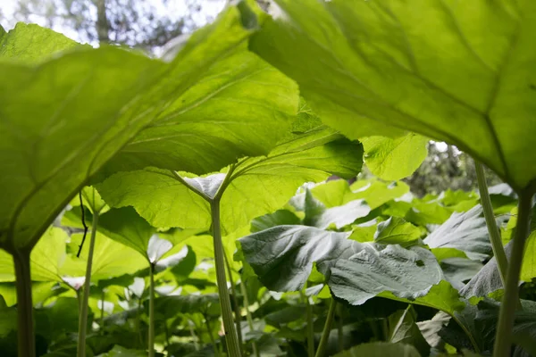 Grandes feuilles de bardane. Fond vert, texture. Feuilles vertes dans le rétroéclairage — Photo