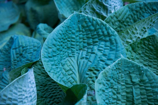 큰 잎의 구조, 맨 위의 광경. 파랑 색. 배경, 질감 — 스톡 사진