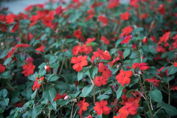 Röda balsamblommor. Klara blomstÃ ¤llningar pÃ ¥en grÃ ¶ n bakgrund, vÃ ¤xtextur — Stockfoto