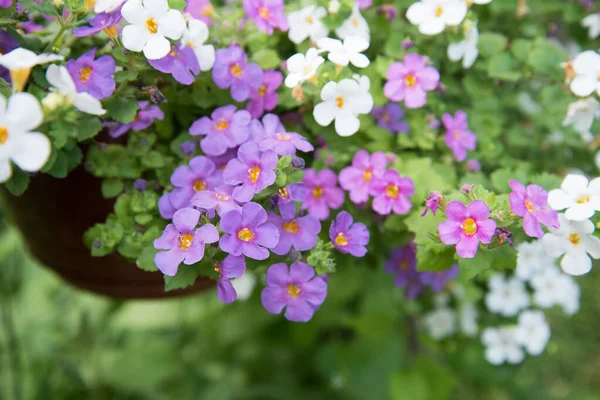 Söta små Bacopa blommor. Blommor närbild av lila, rosa och vit — Stockfoto