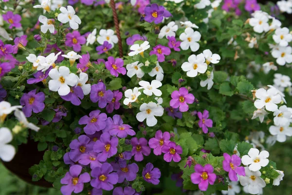 Söta små Bacopa blommor. Blommor närbild av lila, rosa och vit — Stockfoto