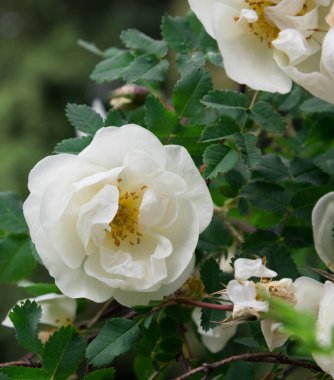 Beyaz gül çiçeği yaklaş. Arka plan, doku. Kıvrık gül