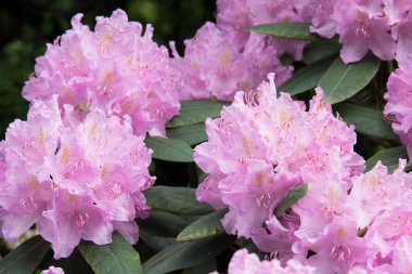 Narin pembe rhododendron çiçeği. Yeşil yapraklı arka planda çiçekler