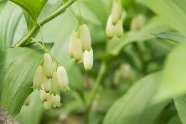 ポリゴナトリウム、開花植物。白い吊るし花の植物。背景や質感 — ストック写真