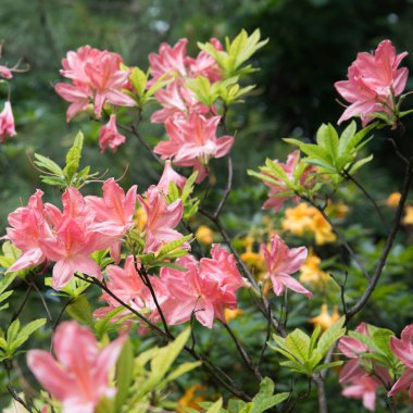 Büyük parlak rhododendron çiçekleri. Japon rhododendronu. Zarif bir bitki.