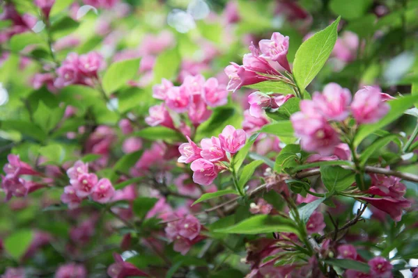 明るいピンクの花と緑の茂み。大きな美しいワイゲラの花 — ストック写真