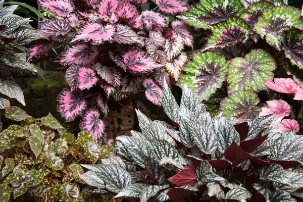 Struiken van verschillende planten. Variëteiten begonia 's. Verschillende types, naast elkaar geplant. Verschillende vormen en kleuren van bladeren — Stockfoto