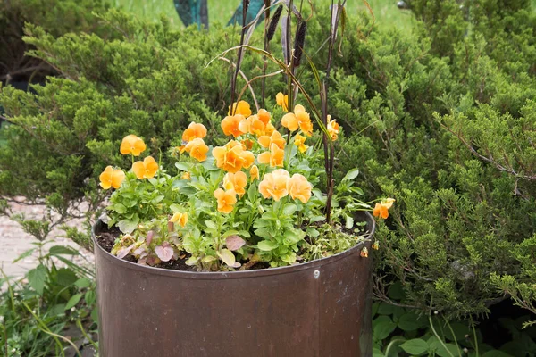 Bright yellow flowers are planted in an old metal barrel. Garden decoration — Stock Photo, Image