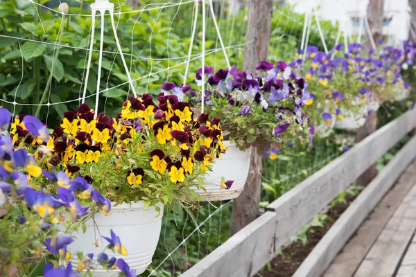 Vackra blommande växter hänger i krukor. Trädgårdsdekoration. Sommardekorationer — Stockfoto