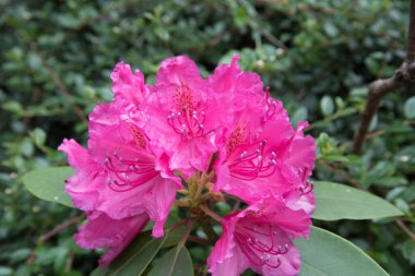 Melez rhododendron çiçekleri. Güzel pembe cilt bakımı. Kartpostal, çiçek arkaplanı