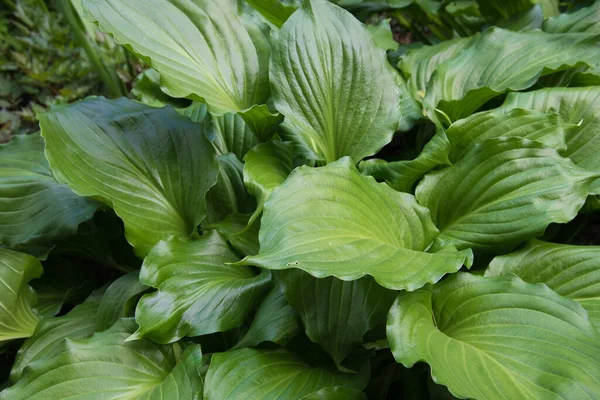 Struktur daun besar, tampilan atas. Warna biru. Latar belakang, tekstur — Stok Foto