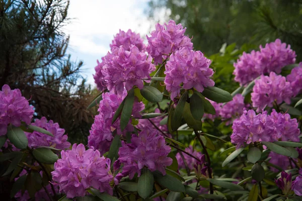 繊細なピンクのシャクナゲの花。緑の葉を背景に花を咲かせます。 — ストック写真