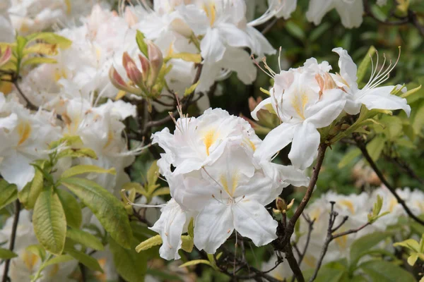 大きな白いツツジの花。美しい白い花序。夏の庭 — ストック写真