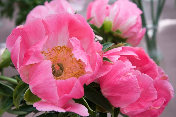 Exposition florale. Pivoines de différentes couleurs sont dans des vases transparents. Différentes variétés de belles fleurs — Photo