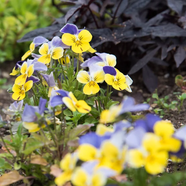 Delikata blommor på det öppna fältet vÃ ¤xer i en rabatt. Gulblåa blommor — Stockfoto
